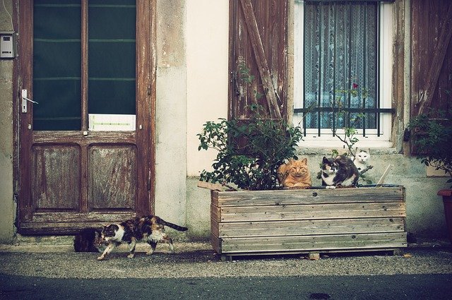 kočky před domem