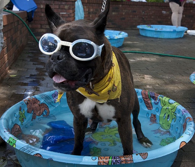 pes v bazénku
