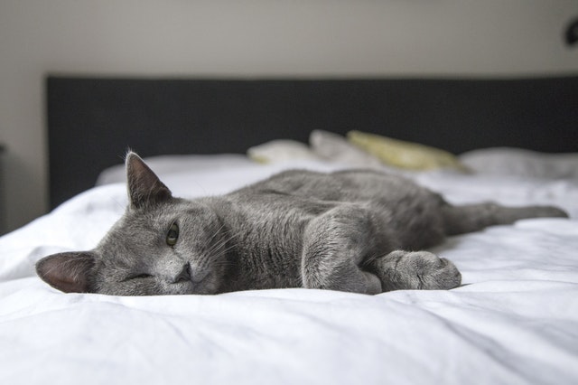 šedá kočka na posteli